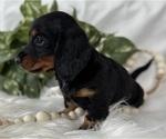 Small #8 Dachshund