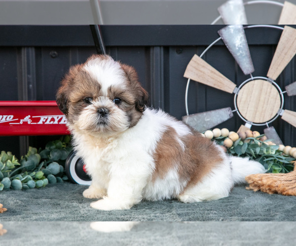 Medium Photo #5 Shih Tzu Puppy For Sale in CLARE, MI, USA