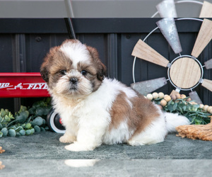 Medium Shih Tzu