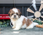 Puppy Cody Shih Tzu