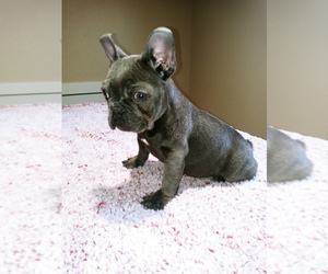 French Bulldog Puppy for sale in ADAMS CITY, CO, USA