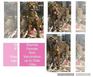 Labrador Retriever-Unknown Mix Dogs for adoption in Virginia Beach, VA, USA