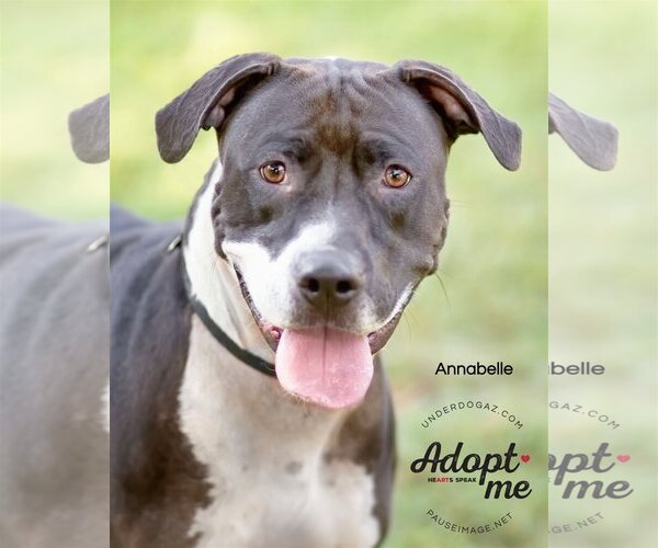 Medium Photo #12 Bullboxer Pit Puppy For Sale in Chandler, AZ, USA