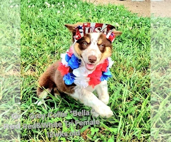 Medium Photo #1 Border Collie Puppy For Sale in BYBEE, TN, USA