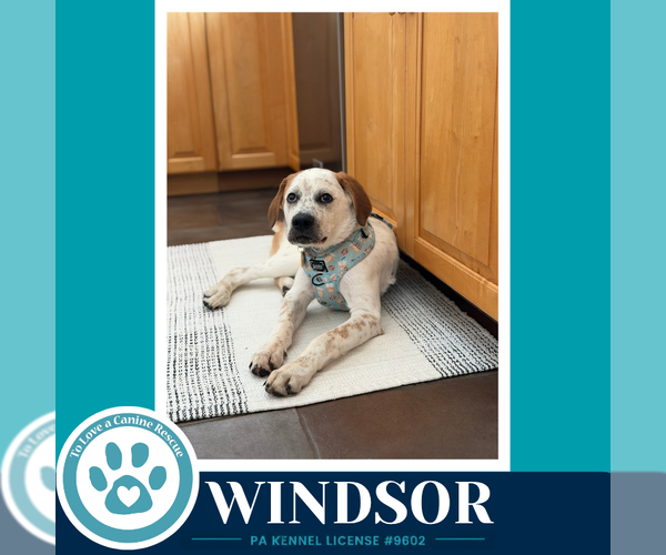 Medium Photo #2 Aussiedor Puppy For Sale in Kimberton, PA, USA