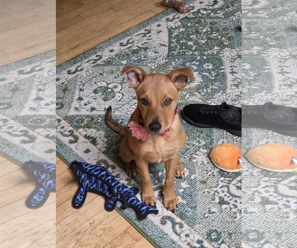 Medium Photo #1 Mutt Puppy For Sale in Woodbury, NY, USA