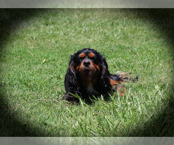Medium Photo #1 Cavalier King Charles Spaniel Puppy For Sale in CHANUTE, KS, USA