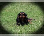 Small Photo #1 Cavalier King Charles Spaniel Puppy For Sale in CHANUTE, KS, USA