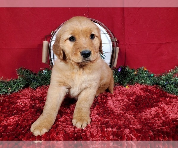 Medium Photo #6 Golden Retriever Puppy For Sale in BLACK FOREST, CO, USA