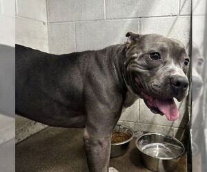 American Pit Bull Terrier Dogs for adoption in San Bernardino, CA, USA