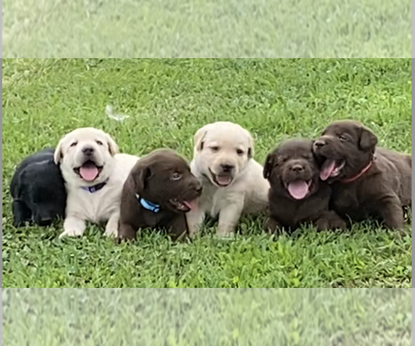 View Ad Labrador Retriever Litter of Puppies for Sale near Alabama