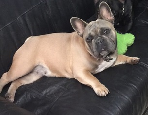 Mother of the French Bulldog puppies born on 10/08/2017