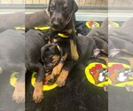 Small #2 Doberman Pinscher