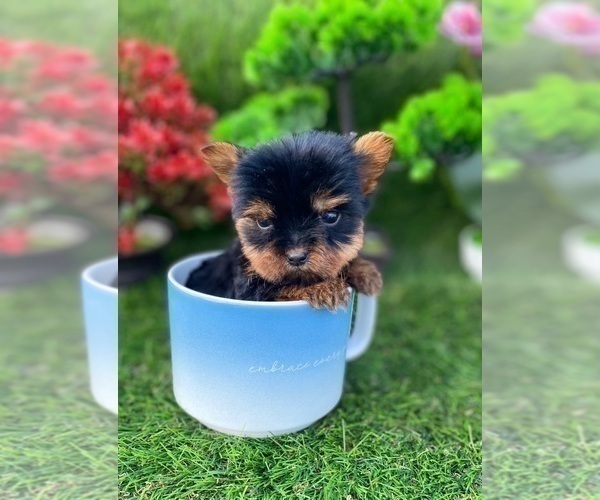 Medium Photo #9 Yorkshire Terrier Puppy For Sale in MIAMI BEACH, FL, USA