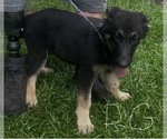 Small Photo #12 German Shepherd Dog Puppy For Sale in SWANSBORO, NC, USA