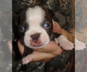 Boston Terrier Puppy for sale in CRKD RVR RNCH, OR, USA