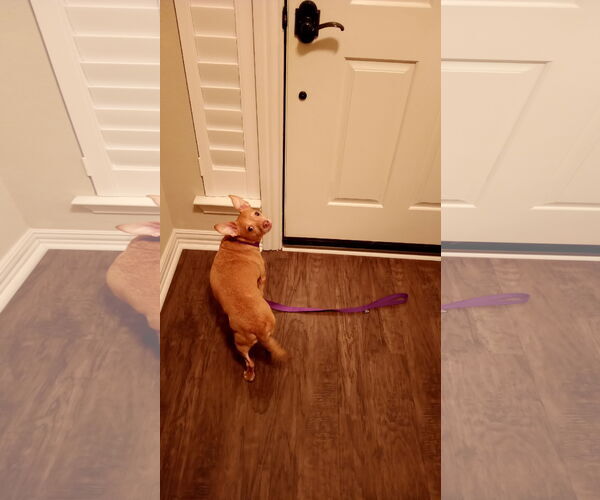 Medium Photo #7 Chihuahua-Unknown Mix Puppy For Sale in McKinney, TX, USA