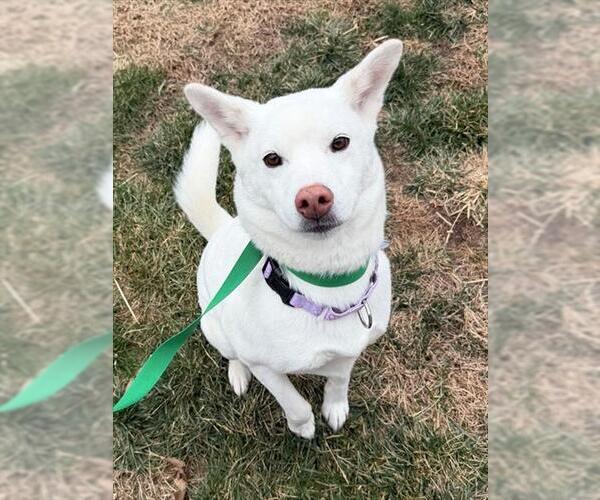 Medium Photo #1 Mutt Puppy For Sale in Waterford, VA, USA