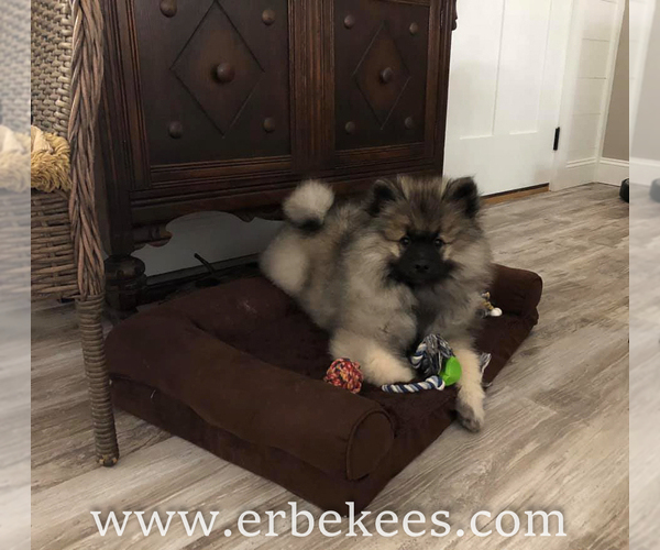 Medium Photo #68 Keeshond Puppy For Sale in FAYETTEVILLE, TN, USA