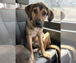 Small #2 German Shepherd Dog Mix