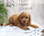 Small #1 Cavapoo