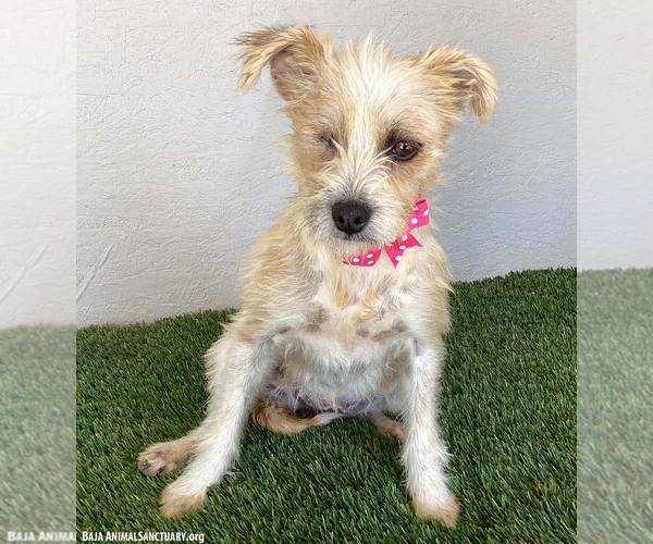 Medium Photo #4 Mutt Puppy For Sale in San Diego, CA, USA