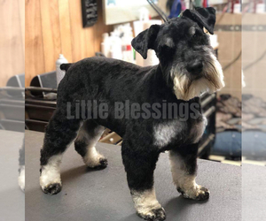 Father of the Schnauzer (Miniature) puppies born on 08/18/2020