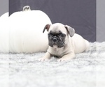 Puppy 4 French Bulldog