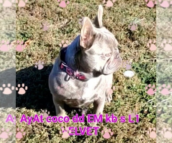 Medium Photo #1 French Bulldog Puppy For Sale in BOSTON, KY, USA