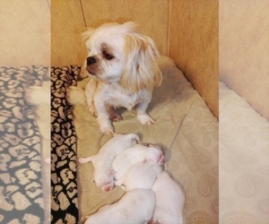 Mother of the Shih Tzu puppies born on 07/18/2022