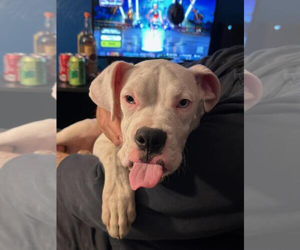 Medium Photo #2 Boxer Puppy For Sale in Woodbury, MN, USA
