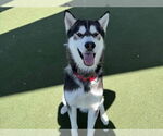 Small #1 Siberian Husky