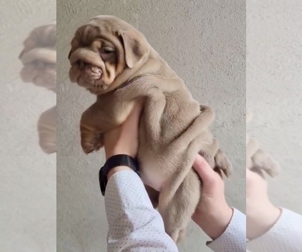 Medium Photo #8 English Bulldog Puppy For Sale in POMONA, CA, USA