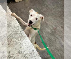 Labrador Retriever-Unknown Mix Dogs for adoption in Plainfield, IL, USA
