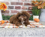 Diego - Male Shih Tzu Puppy for Sale - Photo #3