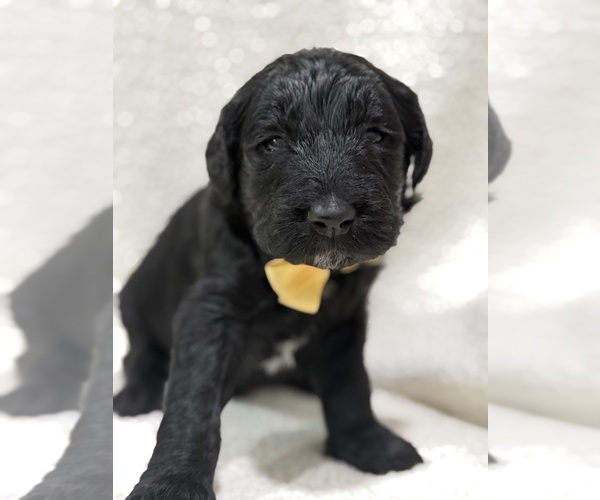 Medium Photo #4 Goldendoodle Puppy For Sale in HARTFORD, AL, USA