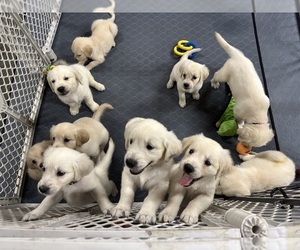Golden Retriever Litter for sale in CRESTON, IA, USA