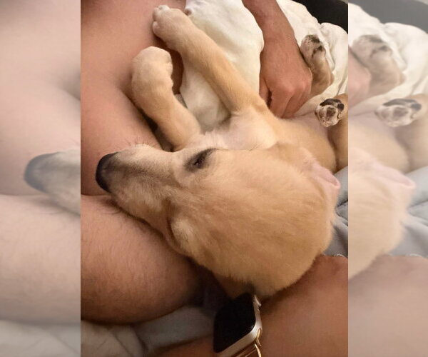 Medium Photo #4 Great Dane-Labrador Retriever Mix Puppy For Sale in Bullard, TX, USA