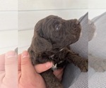 Small Photo #3 Labradoodle Puppy For Sale in ABILENE, KS, USA