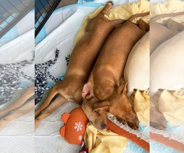 Medium Photo #11 Miniature Pinscher-Unknown Mix Puppy For Sale in Wakefield, RI, USA