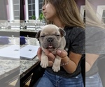 Puppy 5 French Bulldog