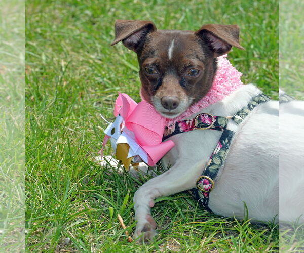 Medium Photo #10 Rat-Cha Puppy For Sale in Gretna, NE, USA