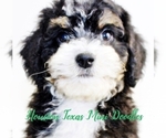 Small Photo #2 Australian Labradoodle-Miniature Bernedoodle Mix Puppy For Sale in HOUSTON, TX, USA
