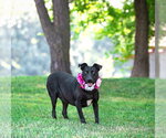 Small #3 Colonial Cocker Spaniel Mix