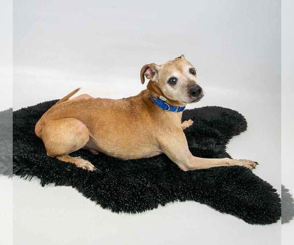 Medium Photo #3 Greyhound-Jack Russell Terrier Mix Puppy For Sale in Kennesaw, GA, USA