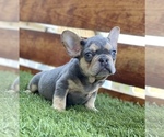 Small Photo #4 French Bulldog Puppy For Sale in BATON ROUGE, LA, USA