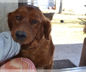 Mother of the Golden Retriever puppies born on 06/30/2026