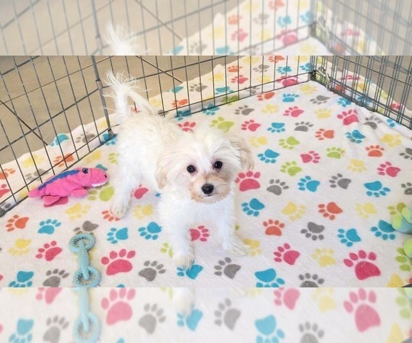 Medium Photo #8 Maltipoo (Toy) Puppy For Sale in ORO VALLEY, AZ, USA