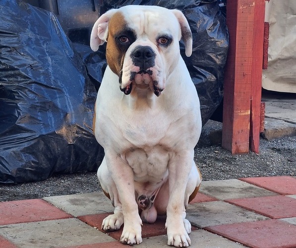 Medium Photo #1 American Bulldog Puppy For Sale in SANTA ANA, CA, USA