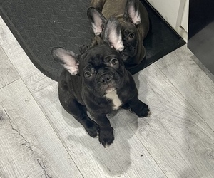 French Bulldog Puppy for sale in SARASOTA, FL, USA